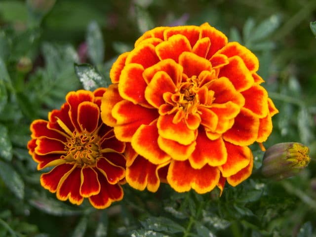 marigold