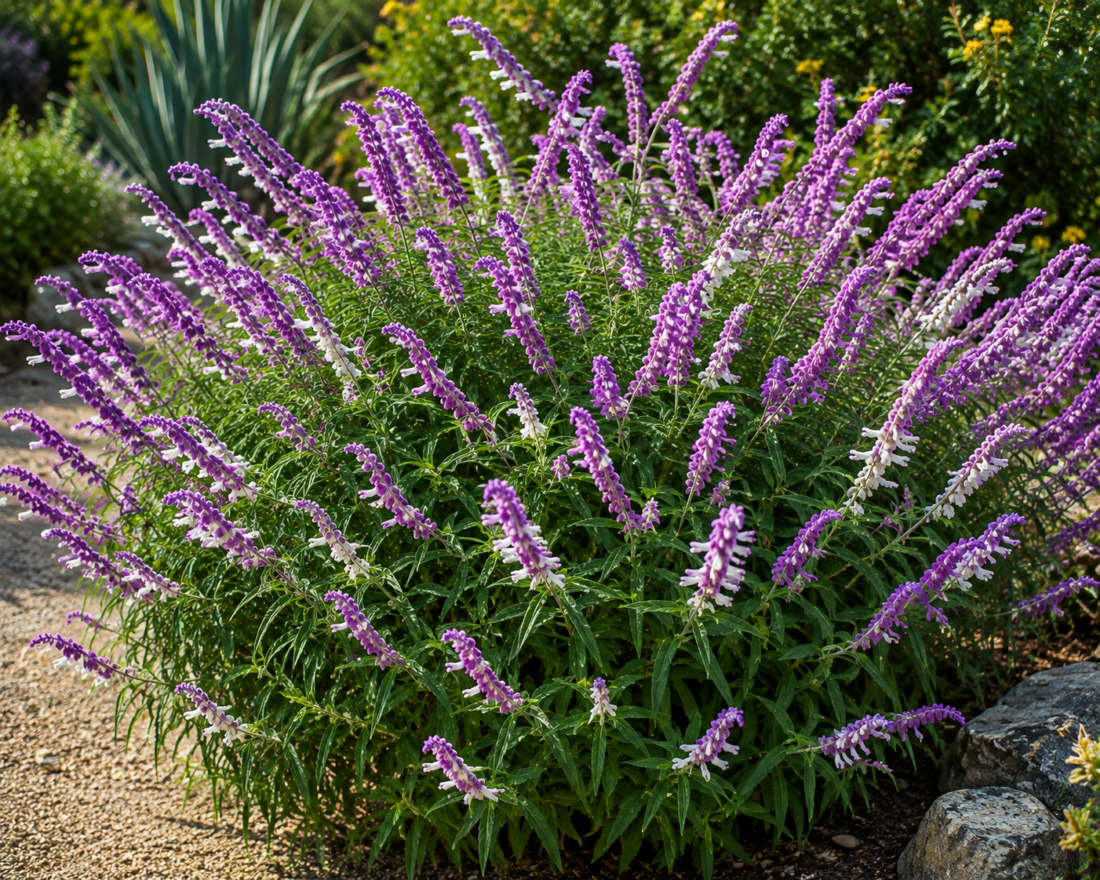 mexican sage