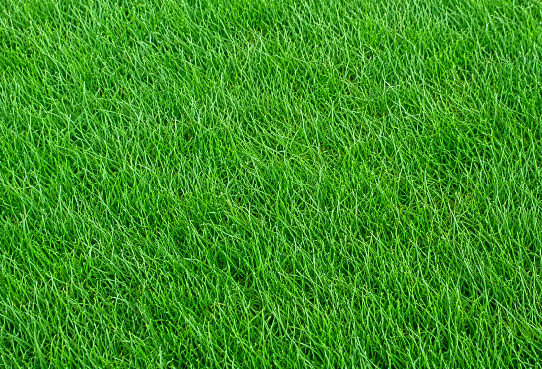 perennial ryegrass