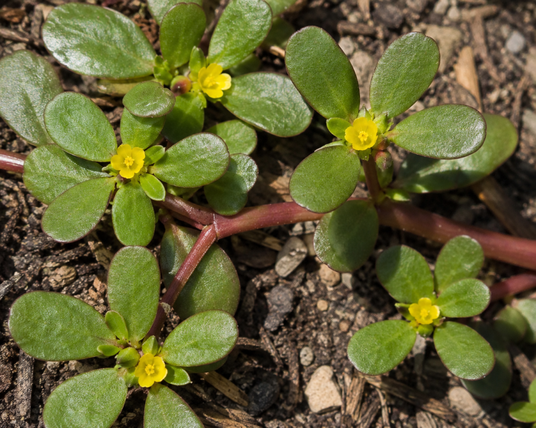 purslane weeds