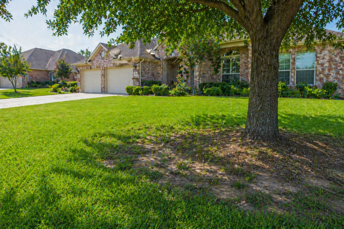 shade tree patchy grass