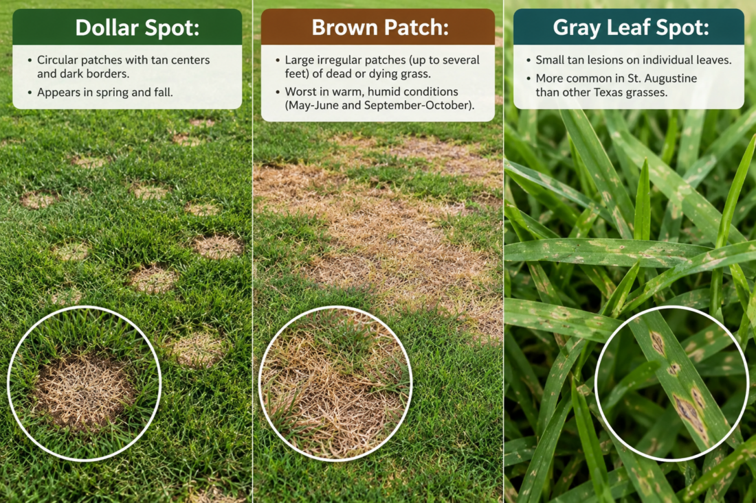 st augustine lawn diseases