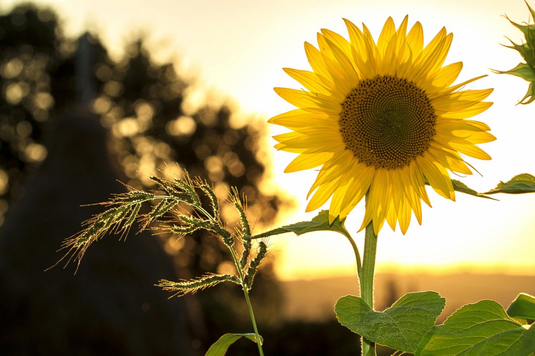 sunflowers