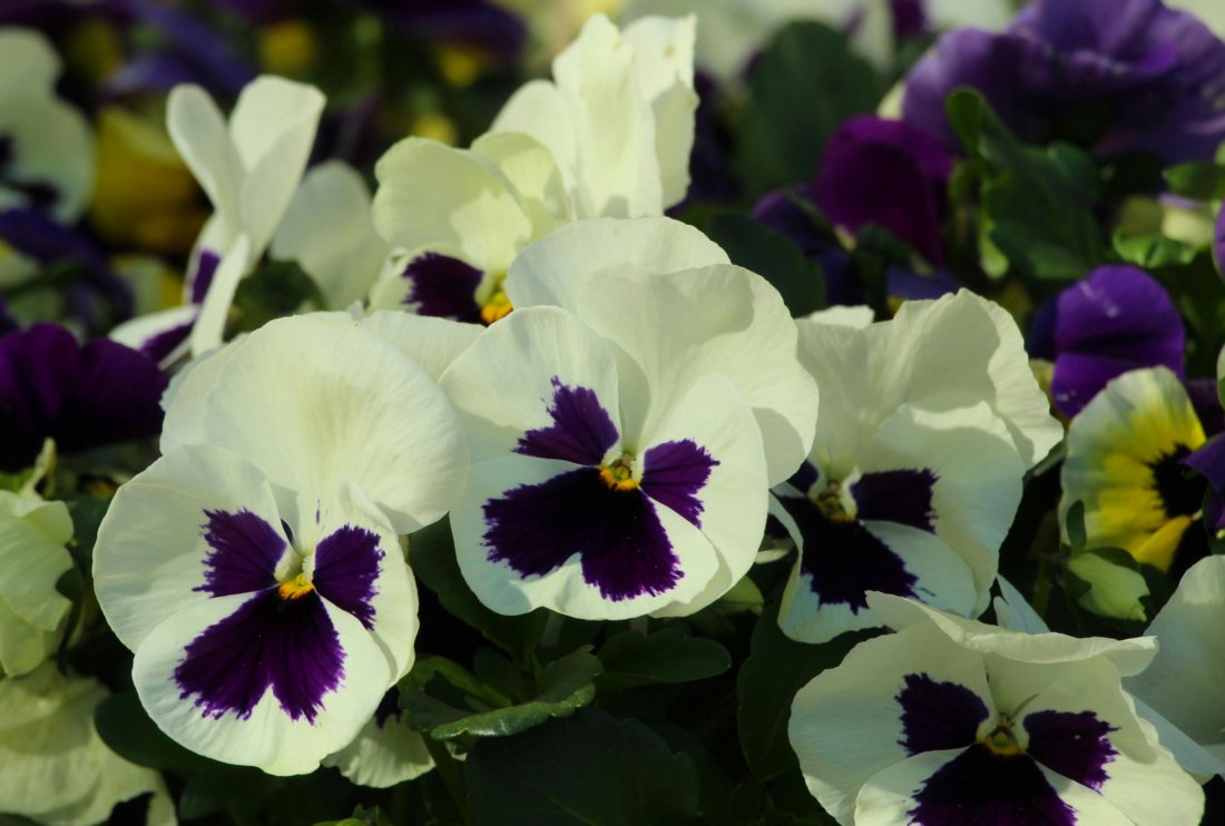pansies