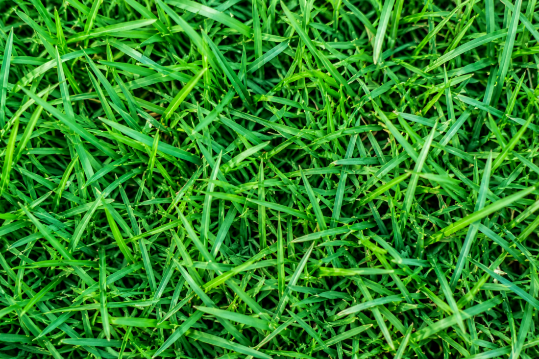 zoysia
