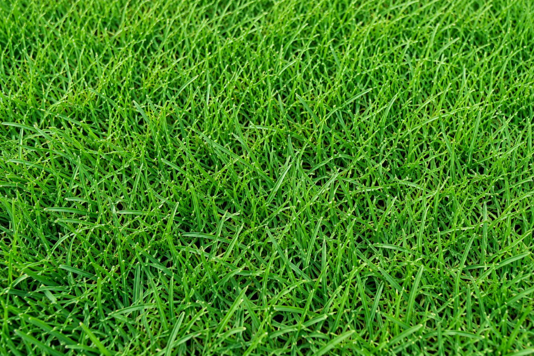zoysia grass turf