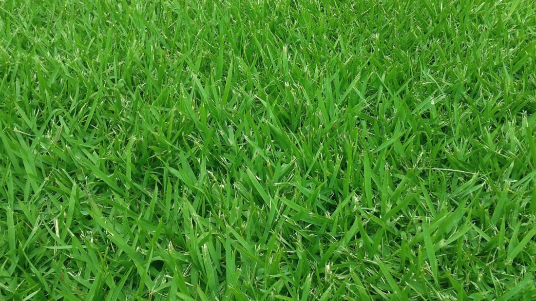 zoysia