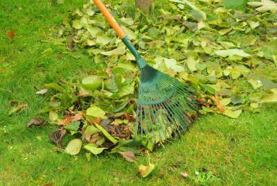lawn leaf cleanup