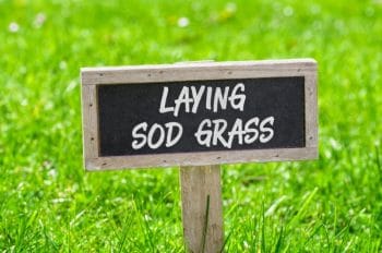 laying best sod grass