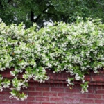 Confederate Jasmine