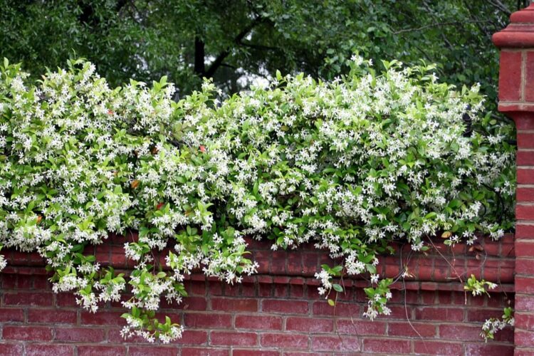 Confederate Jasmine best evergreen shrub