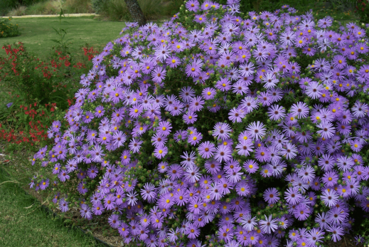 fall aster drought tolerant
