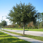 Live Oak Tree