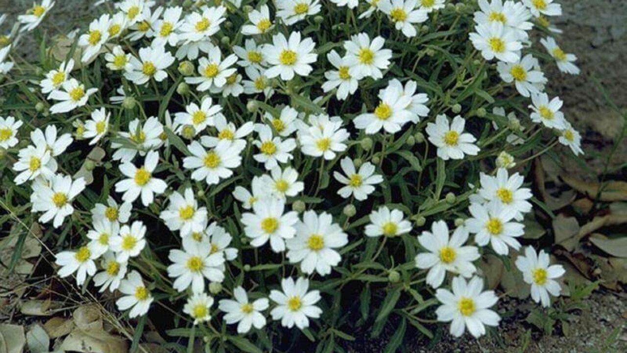 Daisies and Aster Bouquet Daisies and Aster Bouquet
