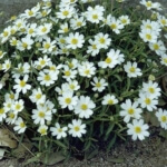 black foot daisy