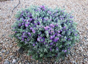 texas sage best evergreen shrub