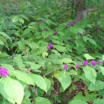 American Beautyberry