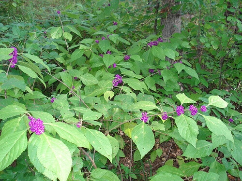 american beautyberry