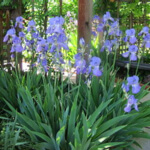 texas bearded iris