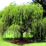 bottlebrush weeping willow tree