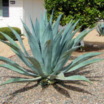 centuryplant agave