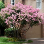 crape myrtle tree drought resistant