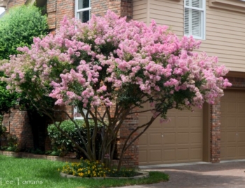 crape myrtle tree drought resistant