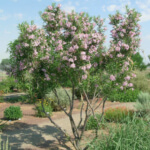 desert willow tree drought resistant