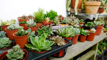 cacti succulents indoors