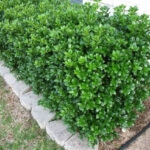 dwarf burford holly