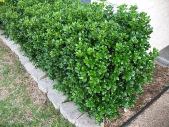 dwarf burford holly best evergreen shrub