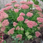 sedum