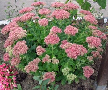 sedum