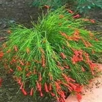 firecracker fern drought resistant
