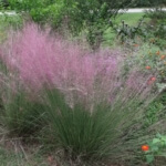 gulf muhly