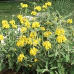 jerusalem sage