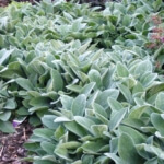 lamb's ear