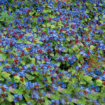 texas leadwort plumbago