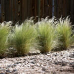 Mexican Feathergrass