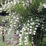 mock orange tree