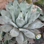 Parrys Agave plant