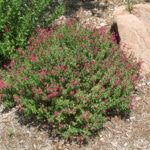 pink skullcap drought resistant