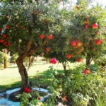 pomegranate tree