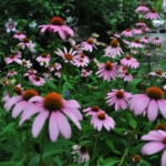 purple coneflower