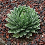 queen victoria agave