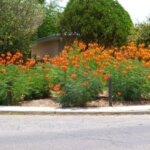 pride of barbados