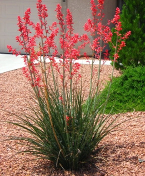 red yucca-best evergreen shrub