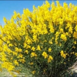 retama bush drought resistant