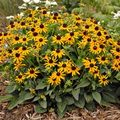 black eyed susan rudbeckia