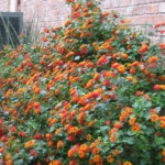 texas lantana 